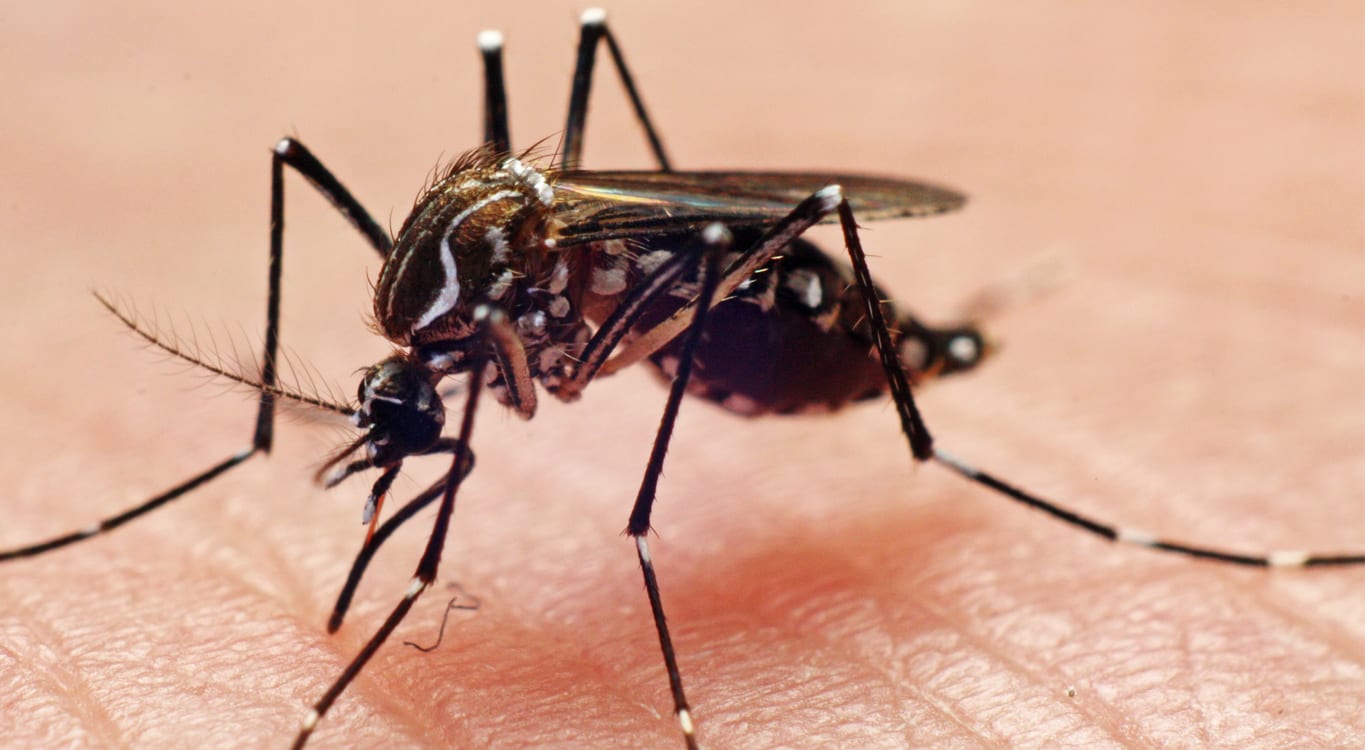 dengue