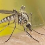 malaria