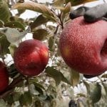 Senate meeting discuss ways to stop fruit smuggling