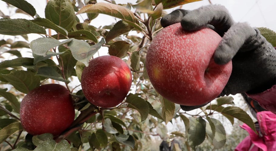 Senate meeting discuss ways to stop fruit smuggling
