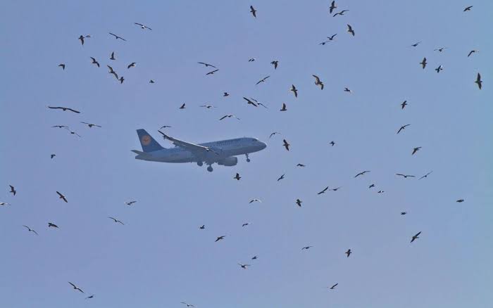 Bird bumps into flying plane travelling to Peshawar