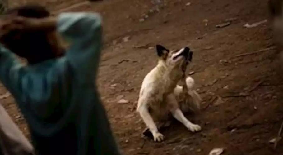 Rabid dog bit several people in Karachi, found dead