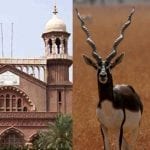 Lahore Court bans on hunting of blackbucks in Punjab