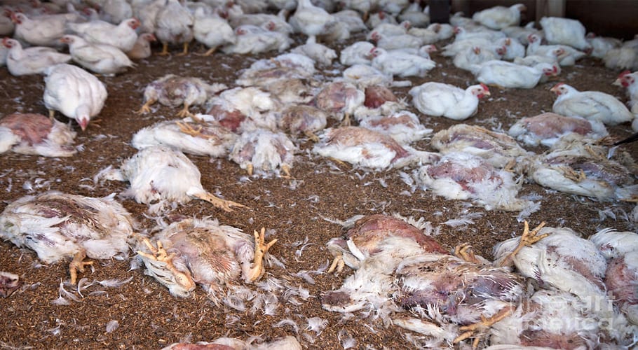Dead Chicken
