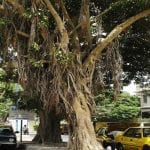 Sindh Govt declares Karachi’s Banyan trees ‘protected heritage’