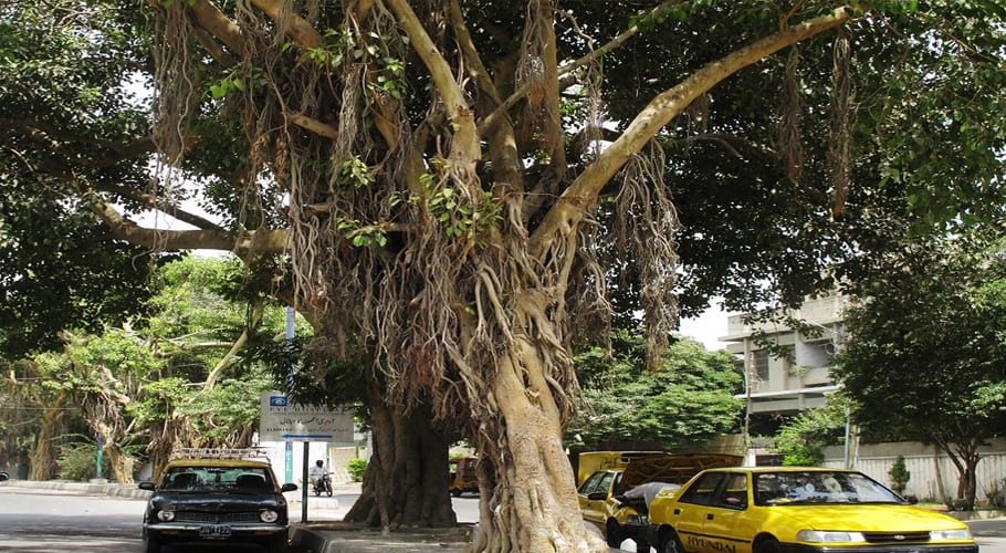 Sindh Govt declares Karachi’s Banyan trees ‘protected heritage’