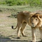 White Lion attacks zookeeper in Karachi