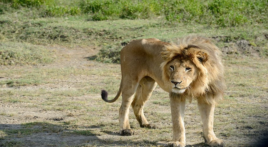 White Lion attacks zookeeper in Karachi