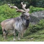 Ibex