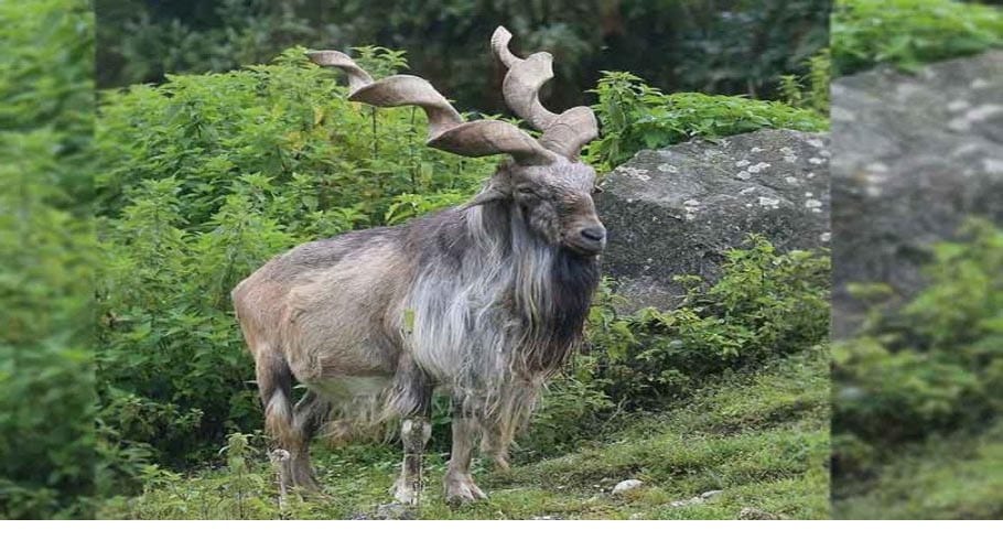 Ibex