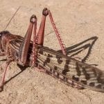 Govt declares national emergency to combat locust threat