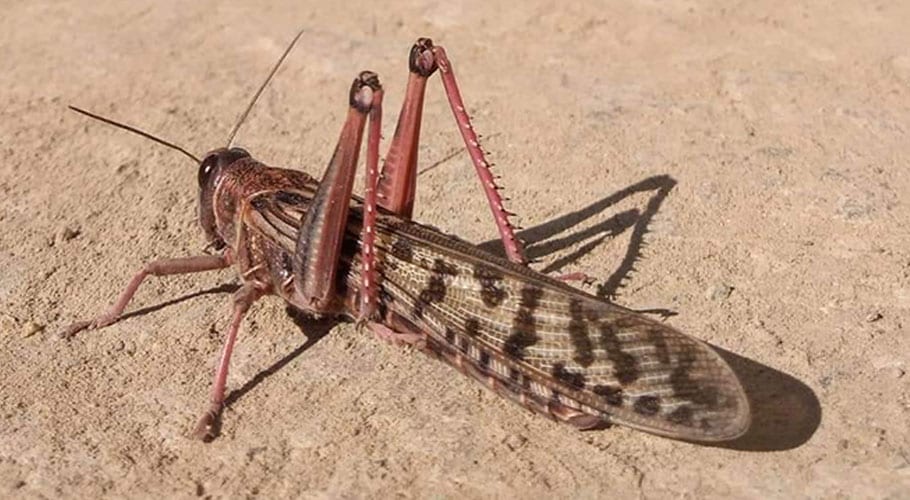 Govt declares national emergency to combat locust threat