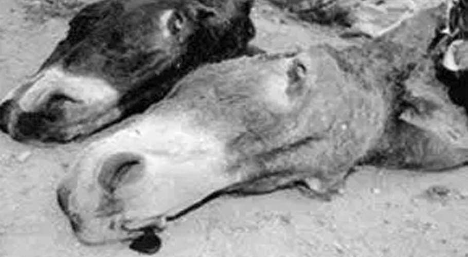 Offal of three donkeys found near Clifton in Karachi
