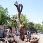 65 heritage trees cut down by Lahore Electric Supply Company