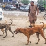 Mad dogs