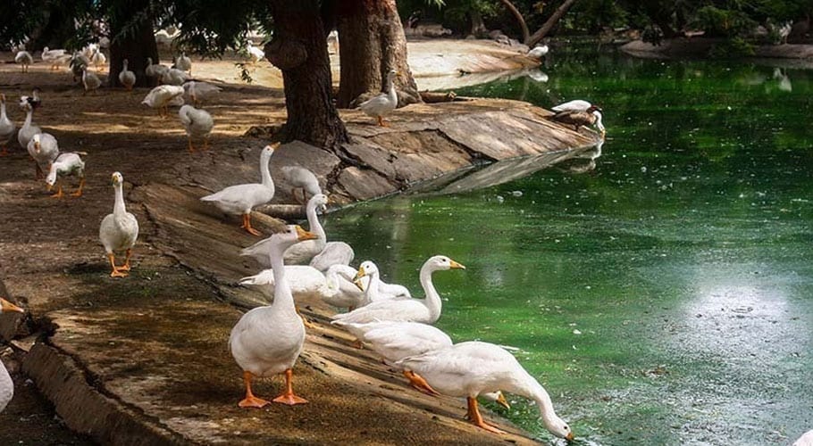 China to send duck army to help Pakistan fight locust swarm