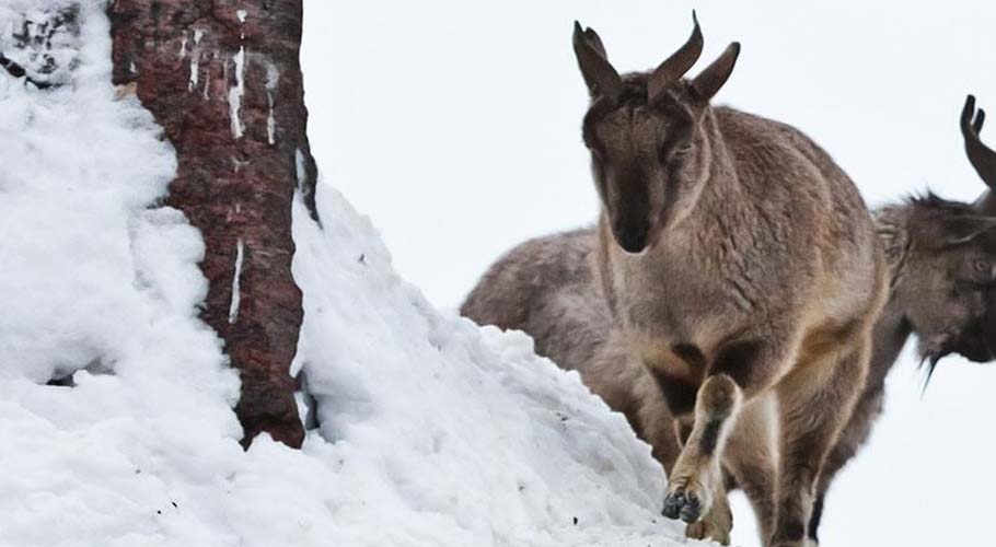 ibex