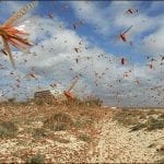Food ministry decides to declare emergency over locusts attack