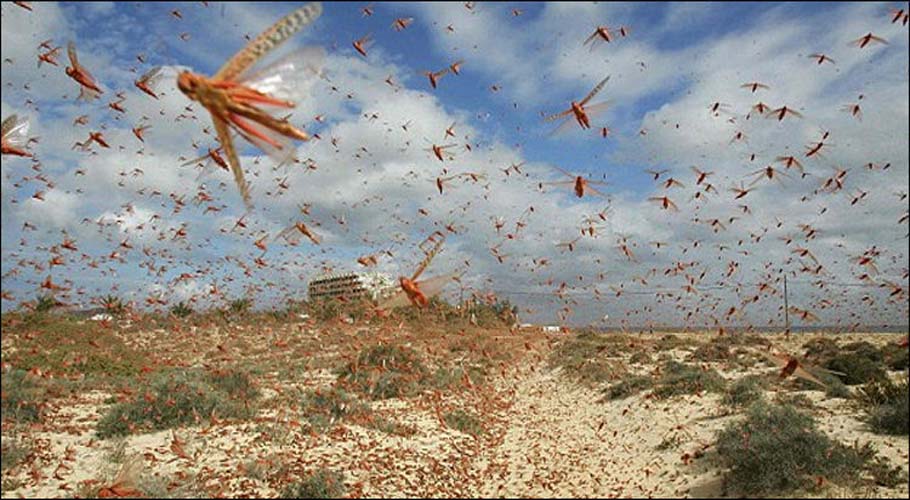 Food ministry decides to declare emergency over locusts attack