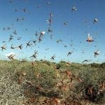 locusts