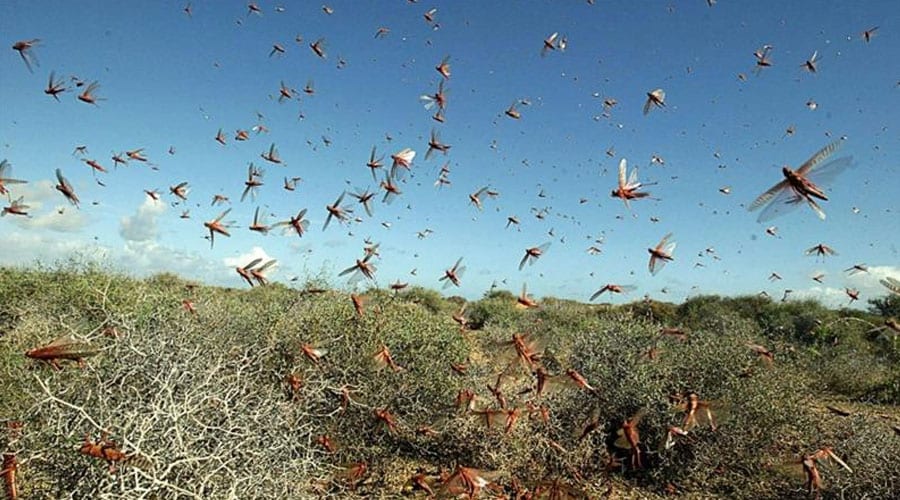 locusts
