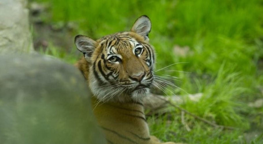 Tiger at Bronx Zoo in New York tests positive for COVID-19
