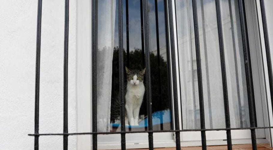 Spanish cat tests positive for coronavirus