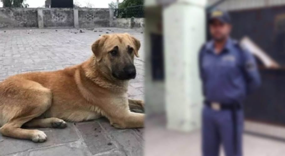 Security guard allegedly rapes female stray dog in Sheikhupura