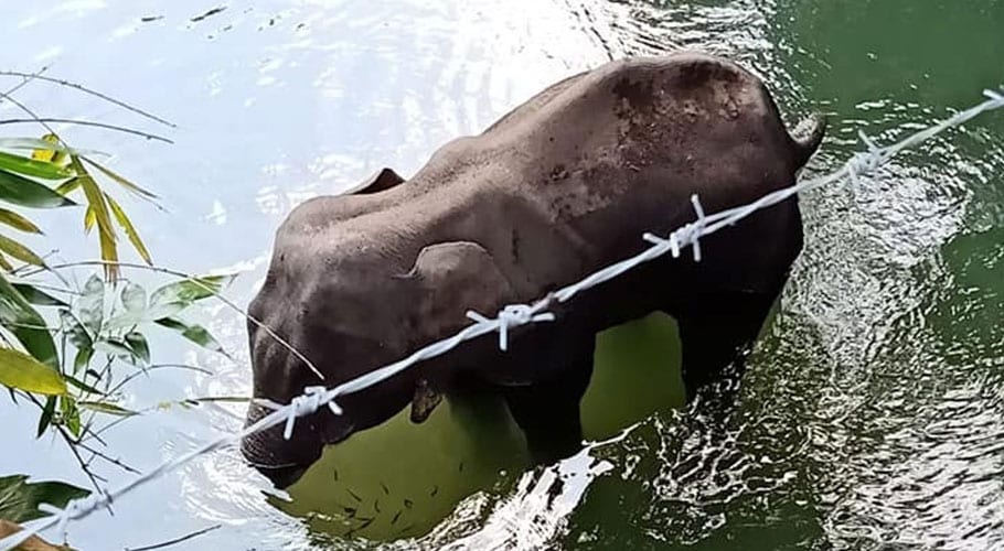 Pregnant elephant dies after eating fruit containing firecracker