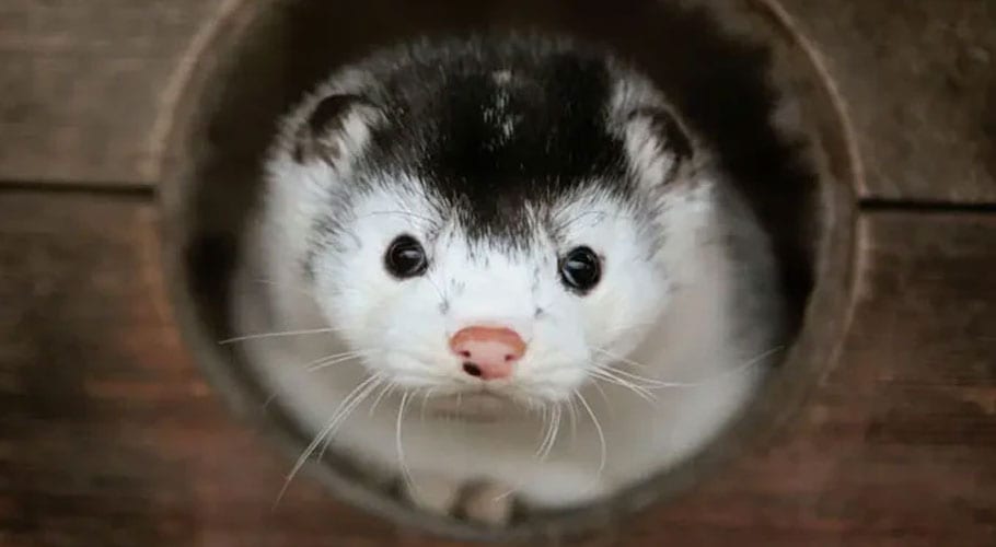 Spain to cull almost 100,000 mink with coronavirus