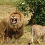 Islamabad Zoo's lions die while being moved to Lahore sanctuary