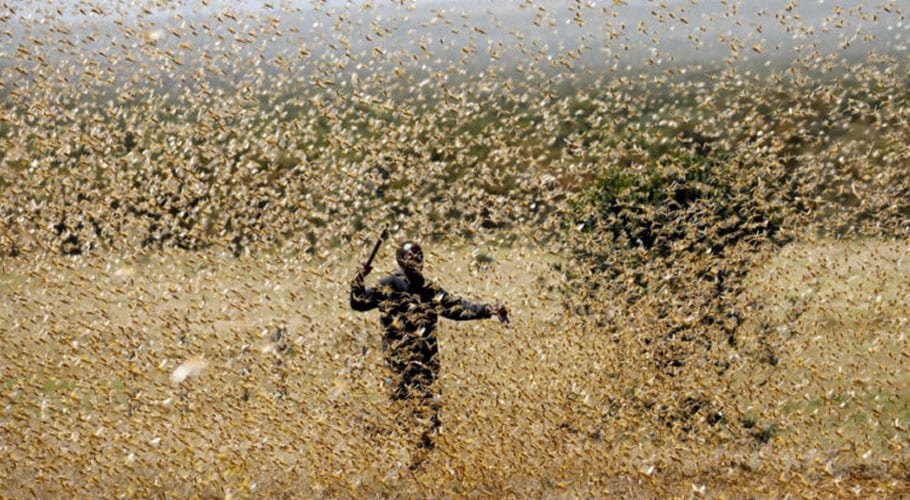 Locusts’ swarms attack crops in Karachi's suburbs areas