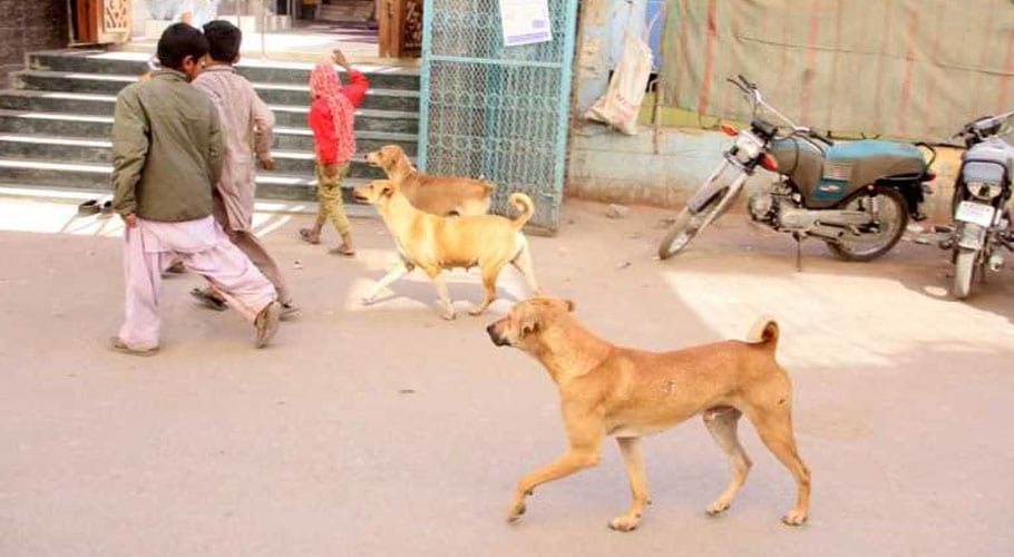 Stray dogs poisoned to death in Karachi’s DHA phase 8