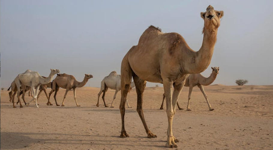 camels