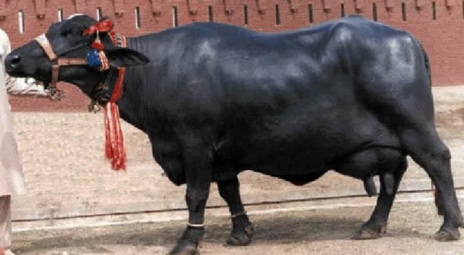 China approves import of buffalo embryos from Pakistan