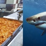 Shark meat, sea bat being sold as finger fish