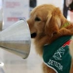 Chilean police train dogs to detect coronavirus