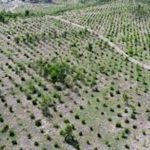 green diplomacy
