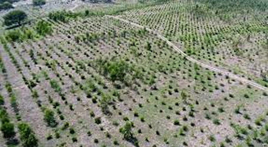 green diplomacy