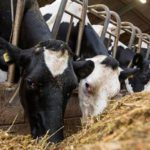 Livestock farming has emerged as the largest subsector in agriculture. Source: Daily Times