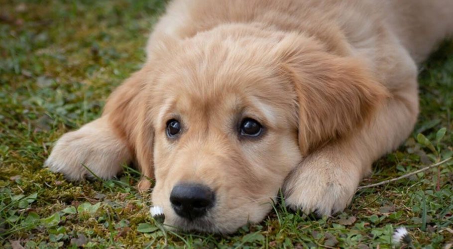 Iranian real estate agent sells house to dog