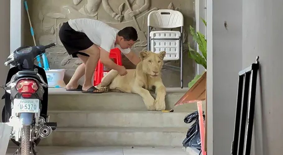 A male lion is confiscated by authorities from a private residence in Phnom Penh where it was being raised as a pet. Source: AFP/Getty Images