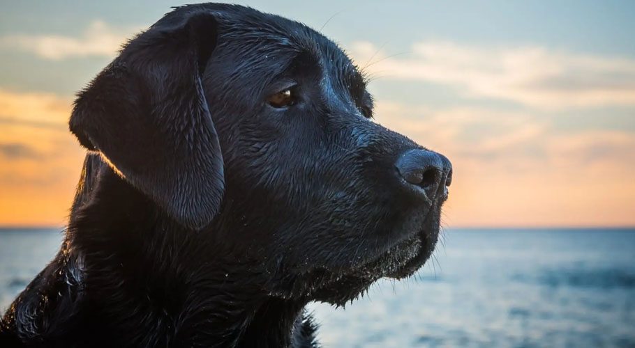 An FIR has been lodged against three men in India for killing a Labrador dog by thrashing him mercilessly continuously in a viral video.