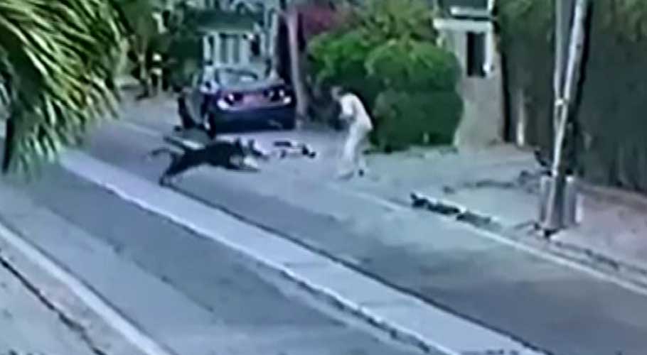 A screengrab from a video showing dogs attacking lawyer