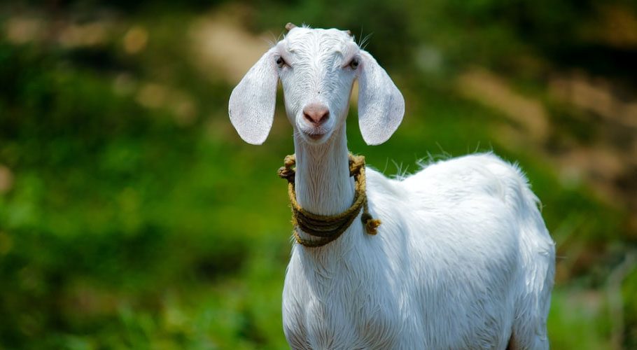 Five men raped and killed a goat in Okara. Source: Unsplash
