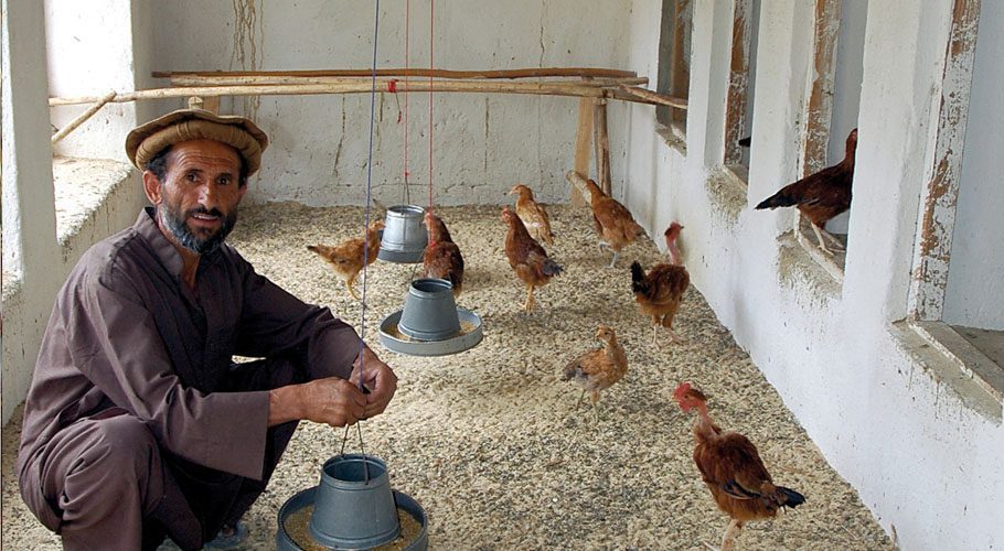 Pakistan has withdrawn ban on the exports of poultry products to Afghanistan. Source: Aga khan Development.