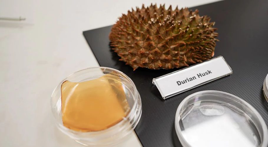 Durian husk and petri dish containing cellulose hydrogel sheet made out of durian husk. Source: Reuters.