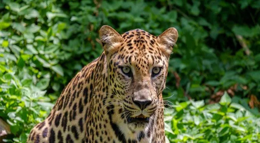 Leopard intrudes in Quaid-e- Azam University
