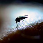 Experts believe that the incubation period of Zika virus disease is estimated to be 3 to 14 days (Sky News)