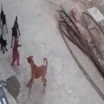 stray dogs